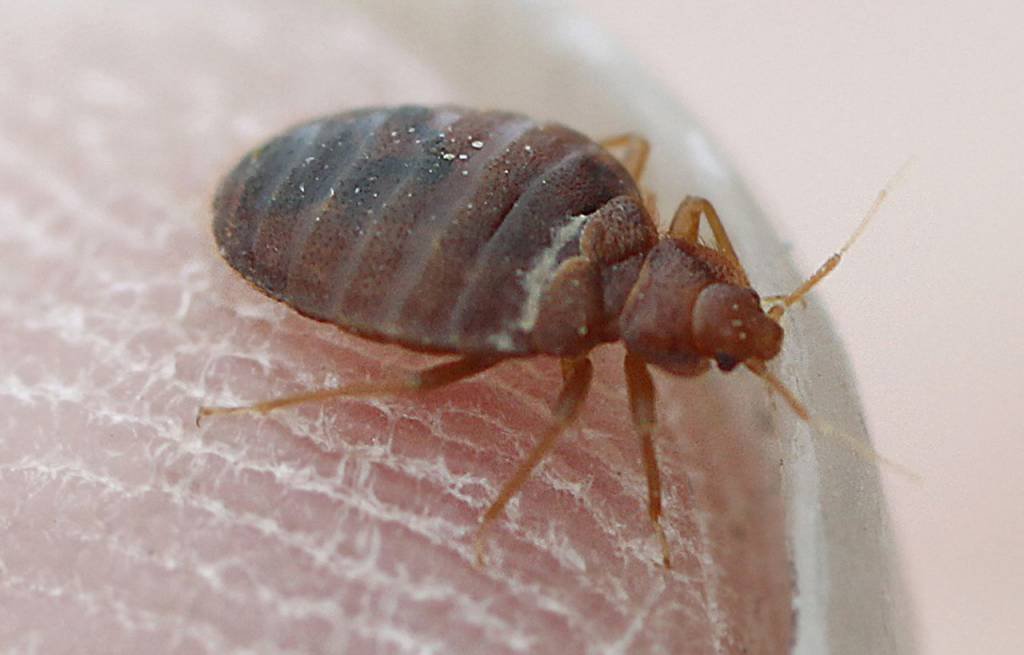 Bed Bugs Service In Canberra