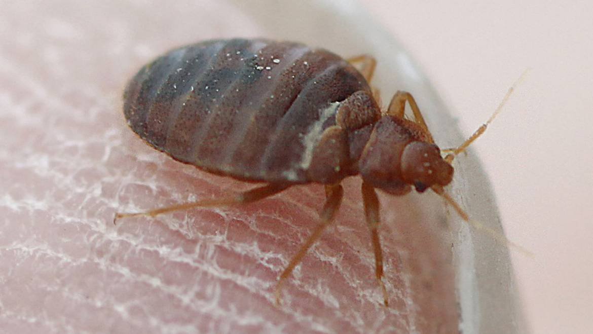 Bed Bugs In Canberra