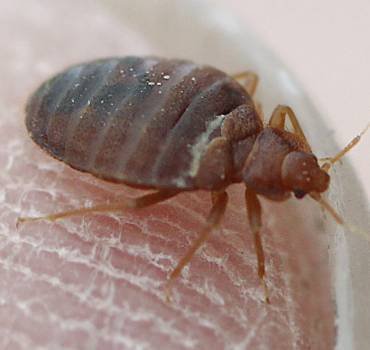 Bed Bugs In Canberra