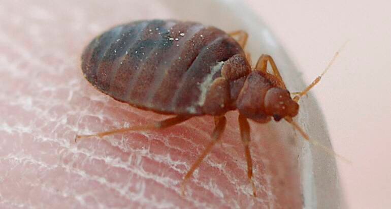 Bed Bugs In Canberra