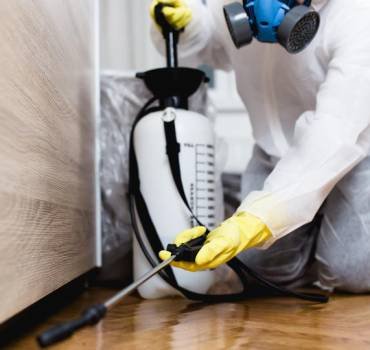 Termite Extermination Control Service in Canberra