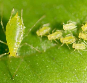 Aphid Removal Service in Canberra