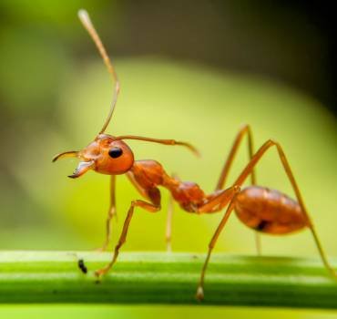 Fire Ants Service in Canberra