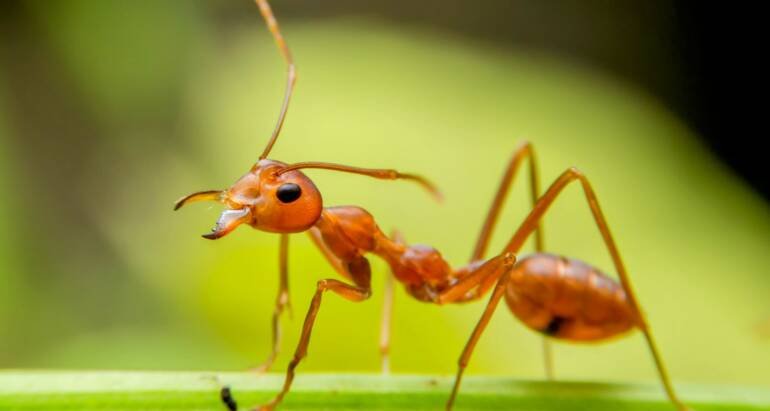 Fire Ants Service in Canberra