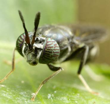 Insect Control Service in Canberra