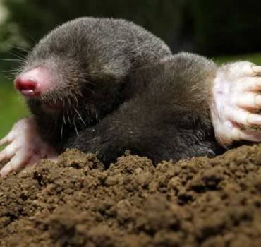 Mole Control Service in Canberra