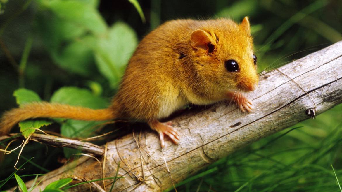 Rodent Removal Service in Canberra