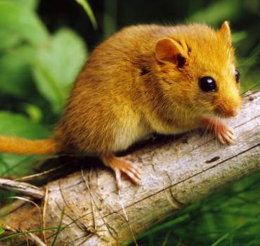 Rodent Removal Service in Canberra