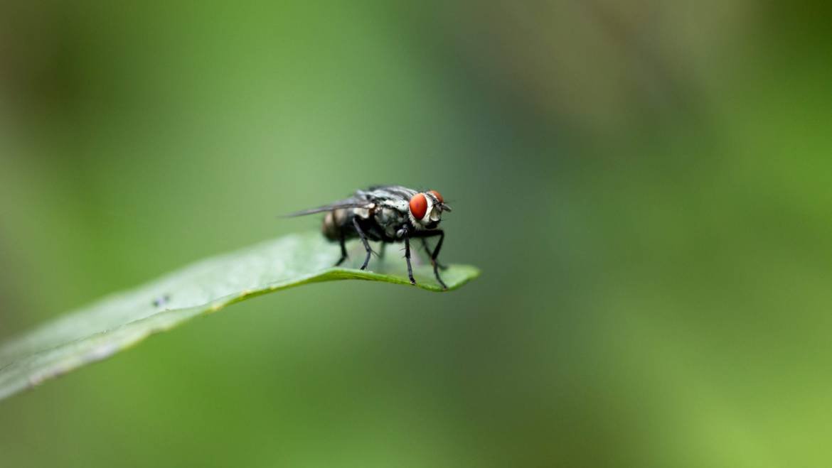 Fly Control Service in Canberra