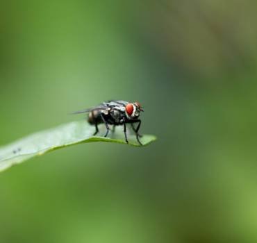 Fly Control Service in Canberra