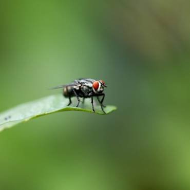 Fly Control Service in Canberra