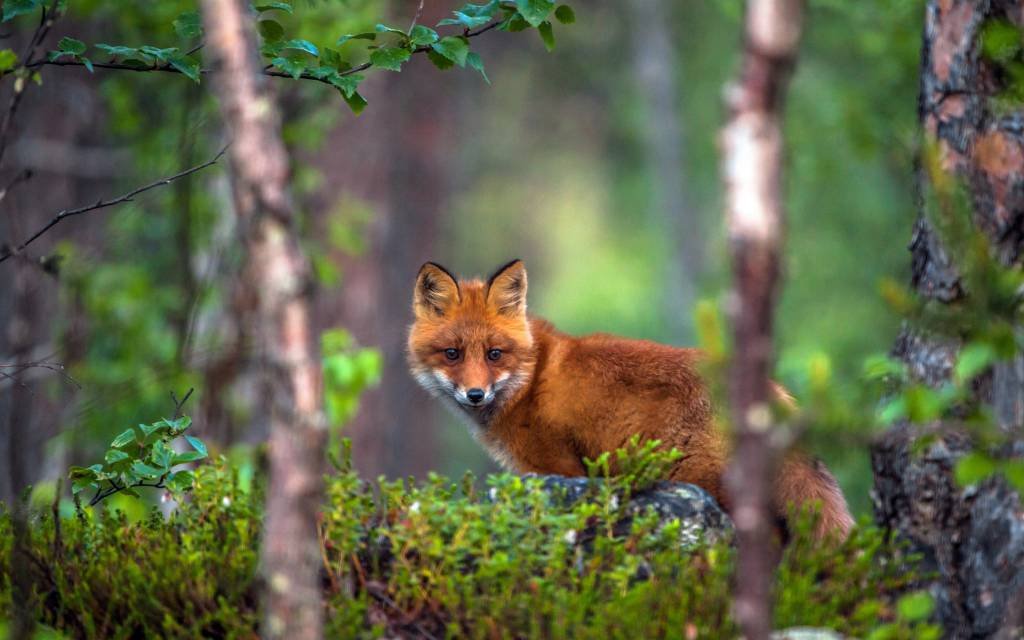 Fox trapping Service in Canberra.