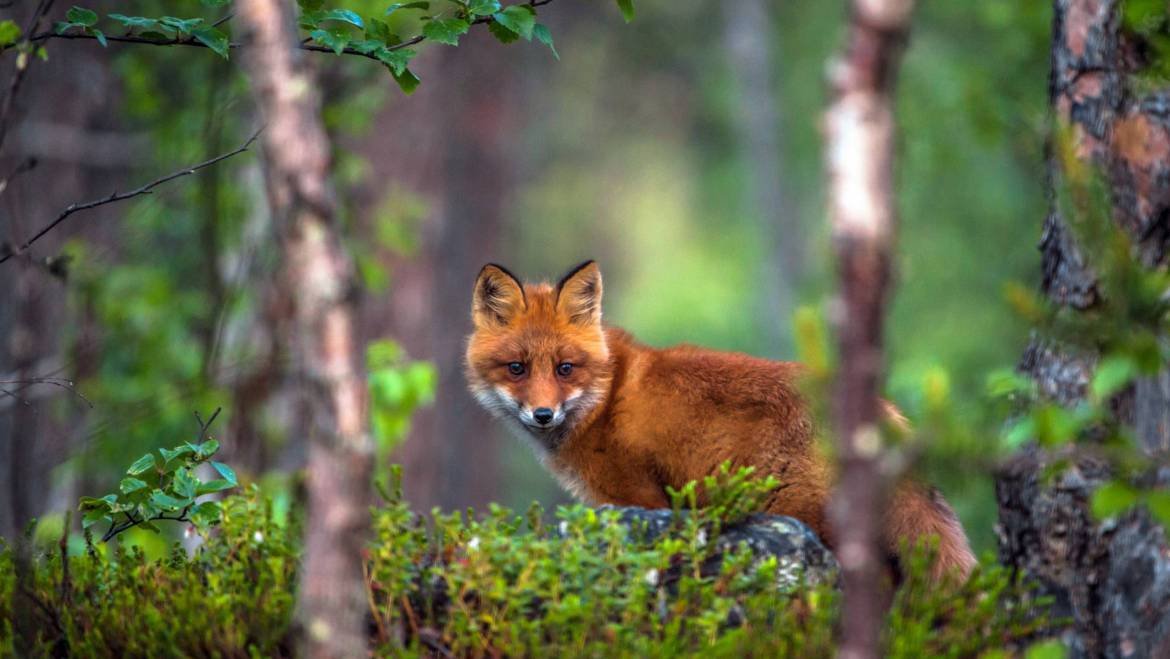 Fox Trapping Service in Canberra