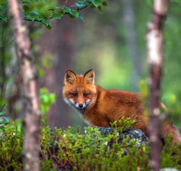 Fox Trapping Service in Canberra