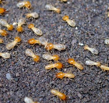 Termite Control Service In Canberra