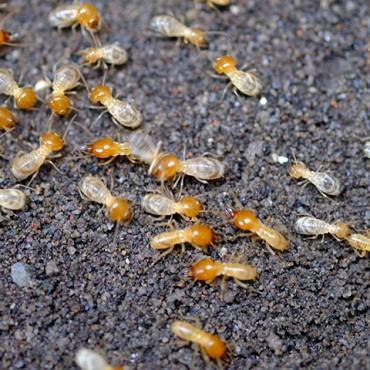 Termite Control Service In Canberra