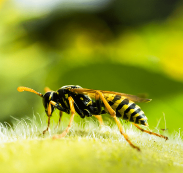 Wasp Control Service In Canberra