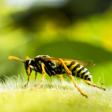 Wasp Control Service In Canberra