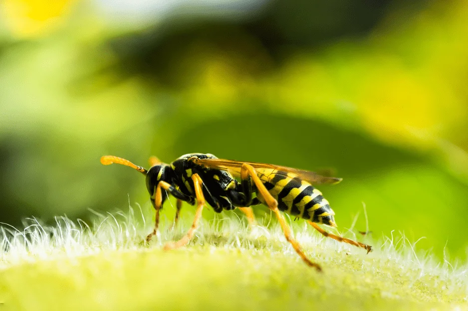 Wasp Control Service In Canberra