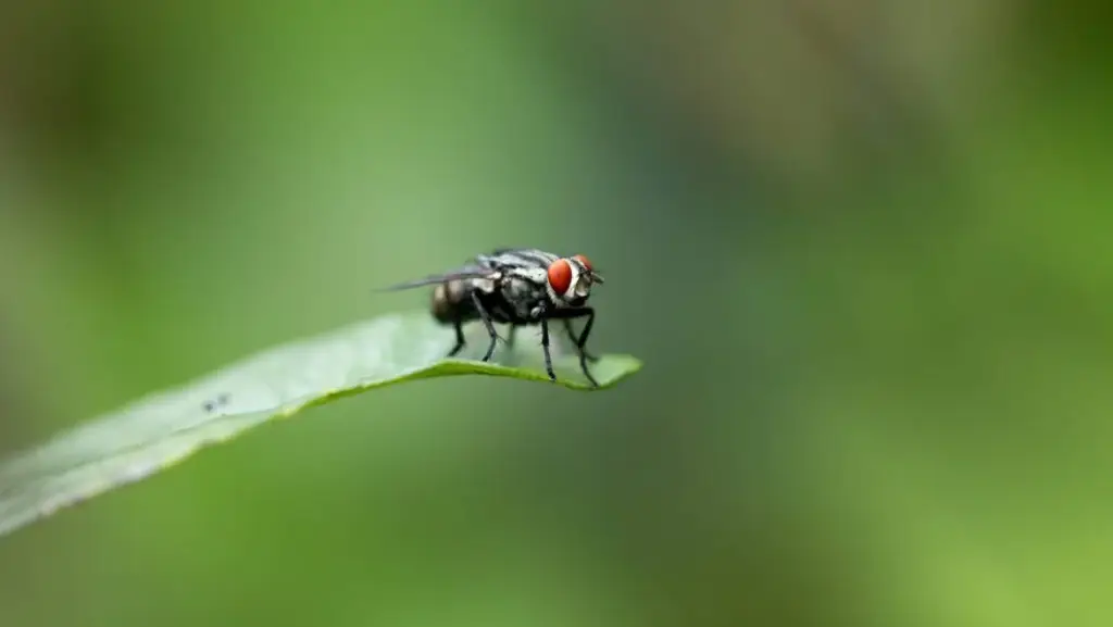 maggot control services canberra