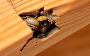 White Ants vs Termites: What Canberra Homeowners Get Wrong