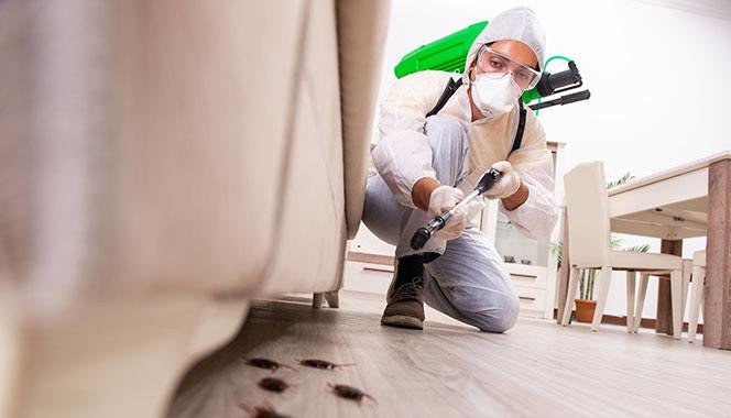 Residential pest control Canberra