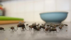 Health Risks of Flies in Canberra: More Dangerous Than You Think