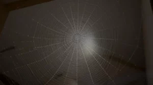 7 Signs of a Spider Infestation in Your Canberra Home