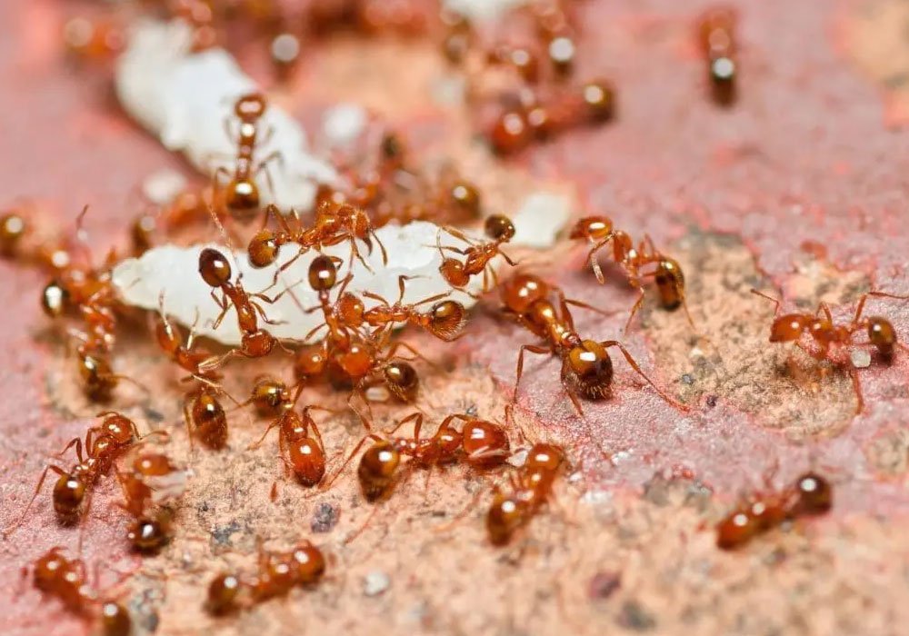 Termite Control Service
