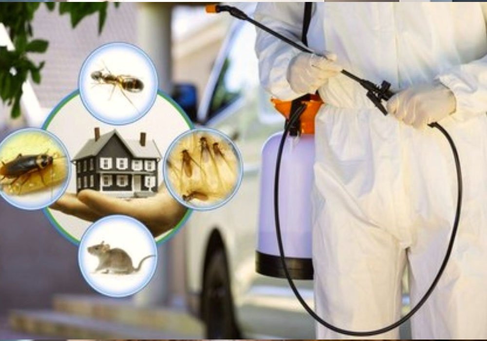 Termite Control Service