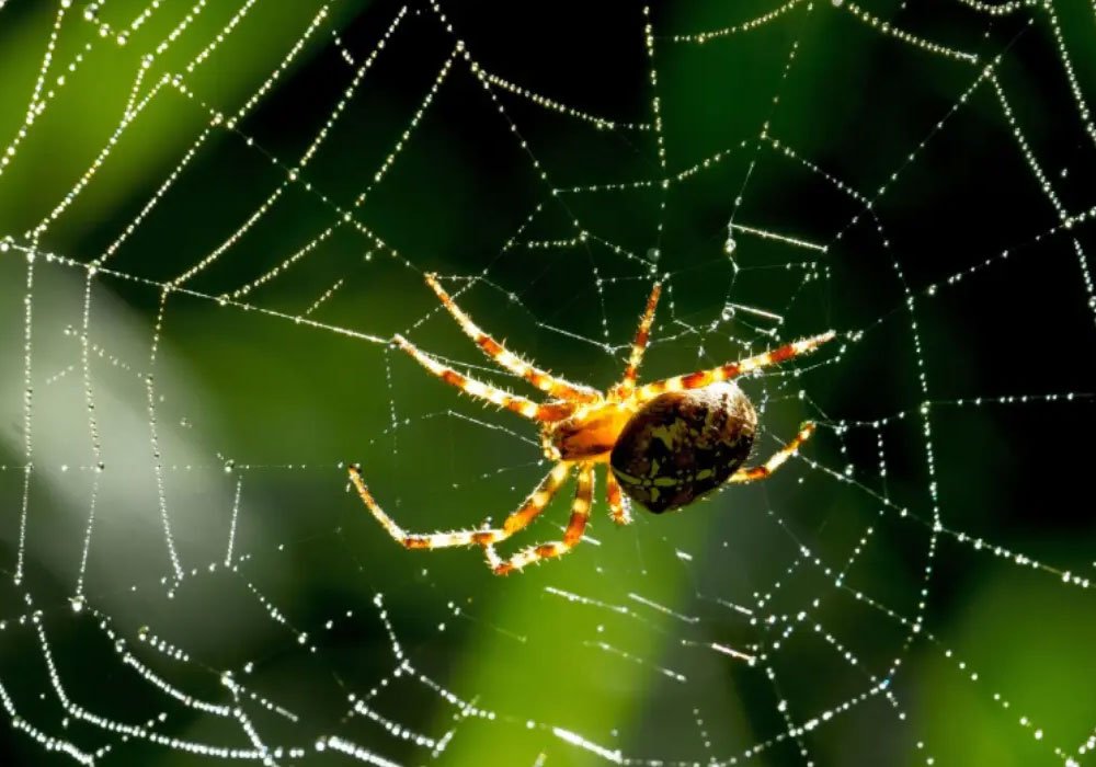 Termite Control Service