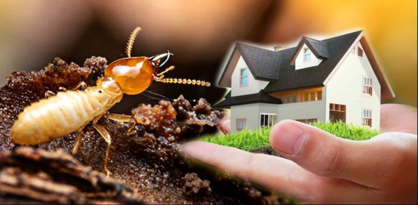 Termite Specialist