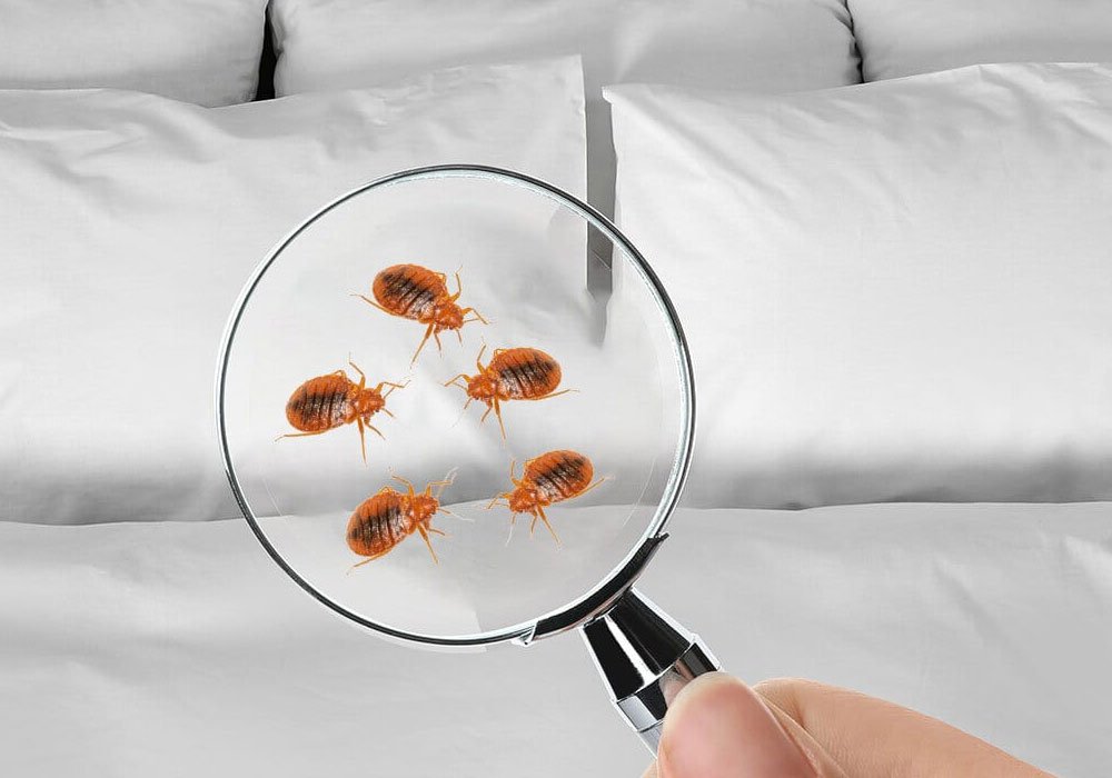 Termite Control Service
