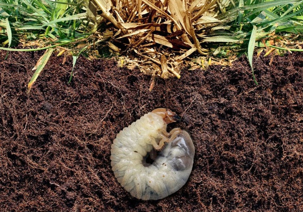 Termite Control Service