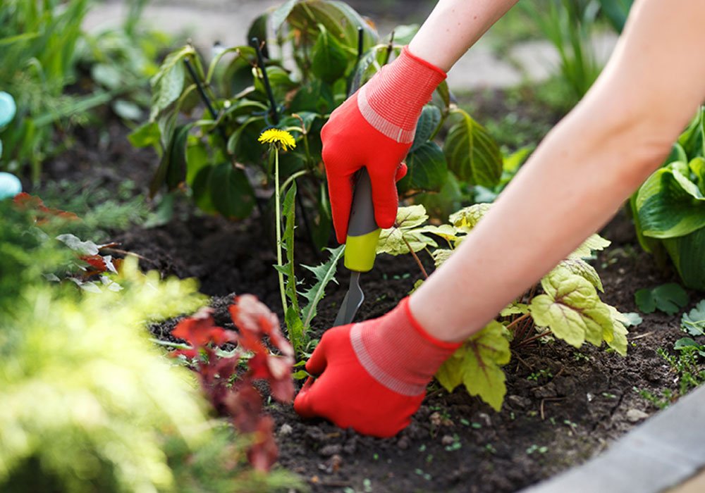 Termite Control Service