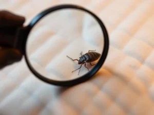 Bed Bug Treatment Options in Canberra: What Actually Works