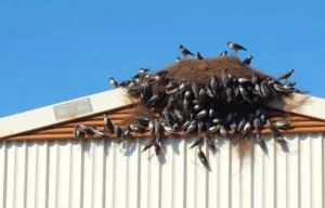 How Birds Damage Commercial Buildings in Canberra