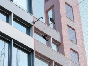 Bird Control Solutions for Canberra Properties