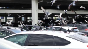Bird Control for Canberra Car Parks & Parking Structures