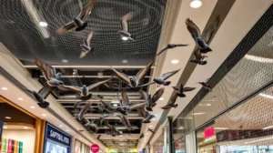 Bird Control for Canberra Retail & Shopping Centres