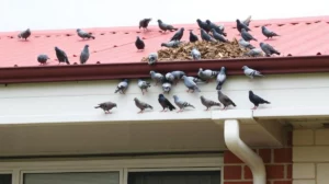 Bird Control Solutions for Canberra Schools & Universities