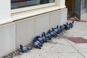 Health Risks of Bird Droppings: What Property Owners Must Know