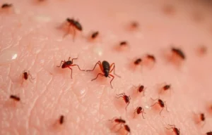 Bird Mite Infestations After Nest Removal in Canberra