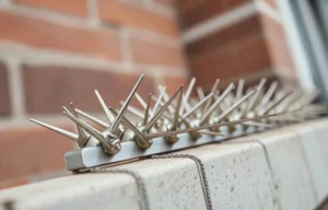 Bird Spikes vs Bird Wire: Which Works Better in Canberra?
