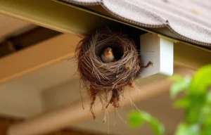 Roof Gutter Bird Proofing in Canberra: Complete Guide