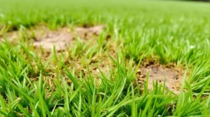 Lawn Grub Season in Canberra: When to Treat Your Lawn
