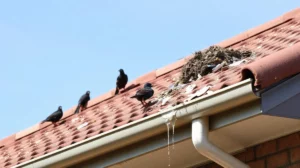 How Birds Damage Canberra Roofs: Prevention & Repair Guide