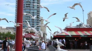 Seagull Control in Canberra: Managing Inland Gull Problems