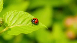 Seasonal Aphid Prevention Guide for Canberra