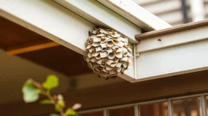 Wasp Nest Safety: What Every Canberra Homeowner Must Know